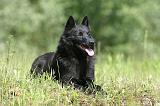 SCHIPPERKE 301